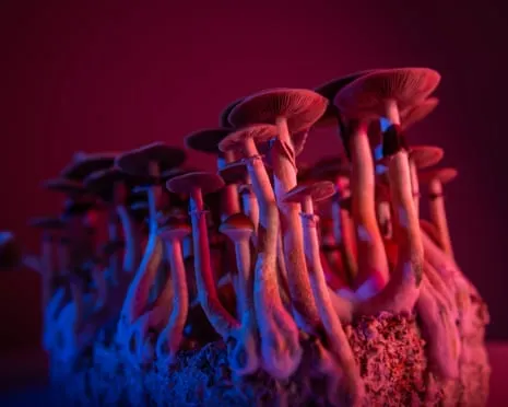 About Psychedelics by the Philosopher: A Reflective Guide into Mind-Altering Compounds
